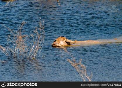 A large albino buffalo in the water is swimming across to the other side.