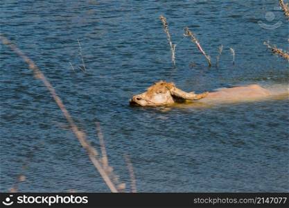 A large albino buffalo in the water is swimming across to the other side.