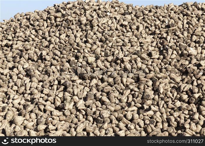 A large amount of the sugar beet harvested in a heap before or after loading at the plant to produce white crystalline sugar. sugar beet harvested