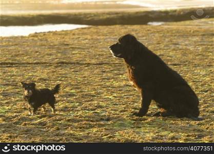 A large and a small dog sitting on the beach.