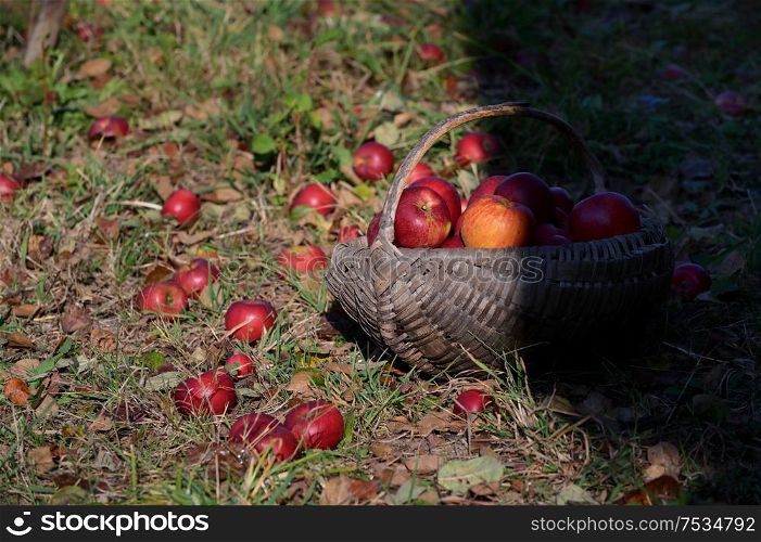 A Large Basket Full Of Ripe Red Apples