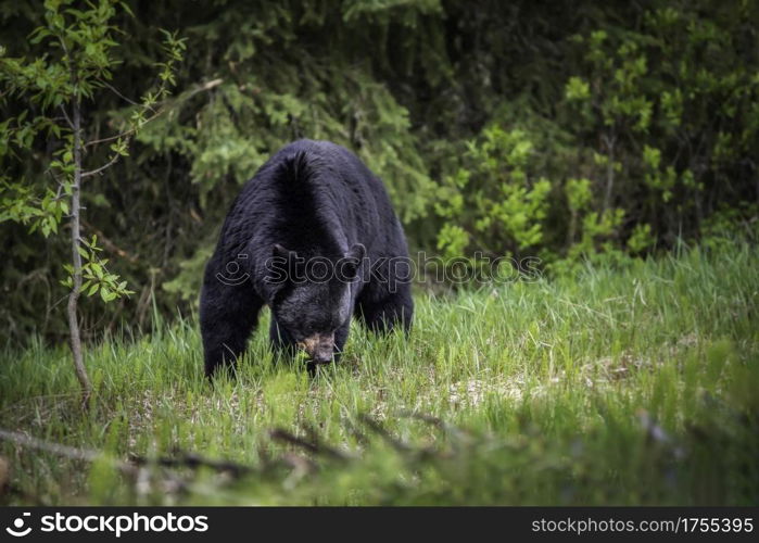 A large black bear grazes on grasses in Jasper National Park