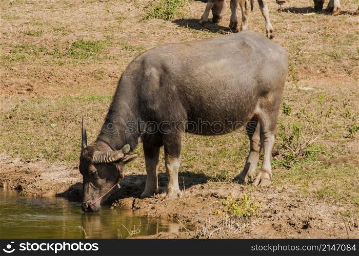 A large black Thai buffalo is standing and drinking water in a hot swamp to cure its thirst.