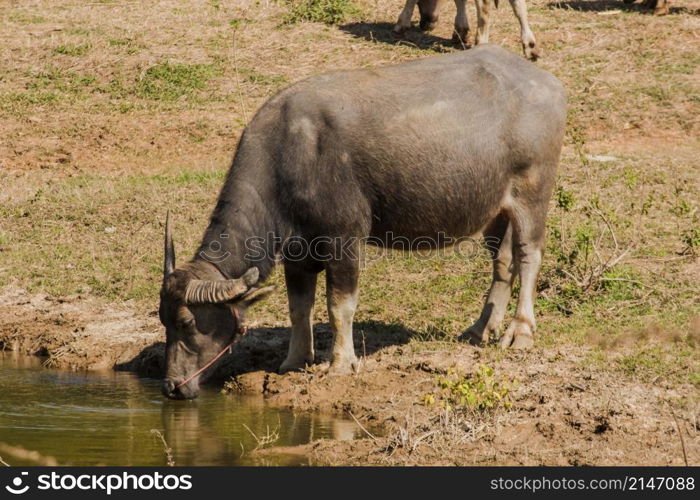 A large black Thai buffalo is standing and drinking water in a hot swamp to cure its thirst.