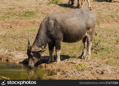 A large black Thai buffalo is standing and drinking water in a hot swamp to cure its thirst.