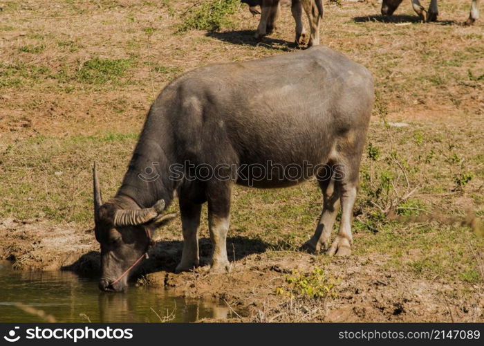 A large black Thai buffalo is standing and drinking water in a hot swamp to cure its thirst.