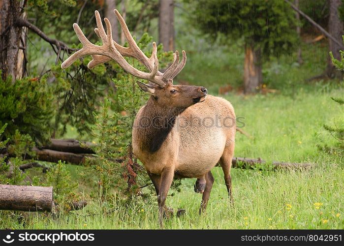 A large bull elk grazes alone in the rain at Yellowstone