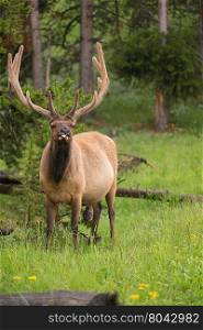 A large bull elk grazes alone in the rain at Yellowstone