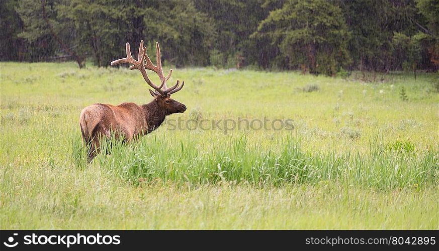 A large bull elk grazes alone in Yellowstone