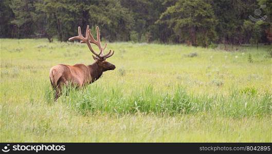 A large bull elk grazes alone in Yellowstone