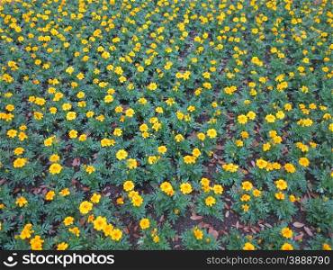 A large bunch of Dwarf French marigolds