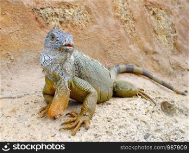 a large dragon lizard with a large skin flap on its neck sits on a rock on the island of Tenerife. dragon lizard on rocks
