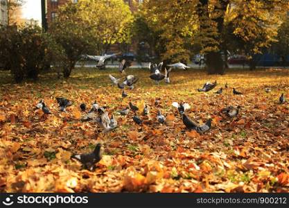 A large flock of pigeons takes off from the ground into the air in the park in the fall. Flying wild pigeons, spring landscape. A large flock of pigeons takes off from the ground into the air in the park in the fall. Flying wild pigeons