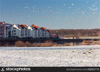 A large flock of white seagulls over the city promenade in winter. Poznan. Poland.. Poznan. City embankment in winter.