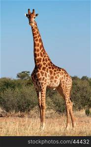 A large giraffe bull (Giraffa camelopardalis), South Africa