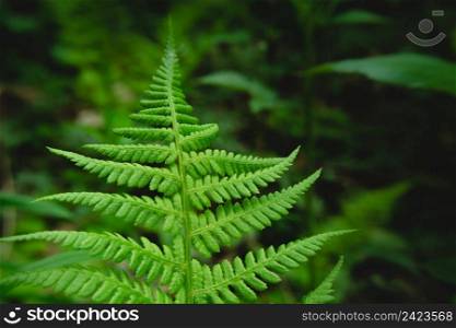 A large green leaf of a fern in the forest, spring day