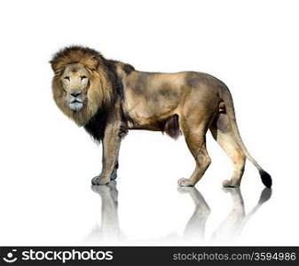 A Large Lion On White Background