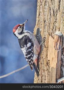 a large motley woodpecker in the forest. winter