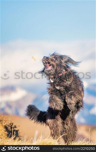 A large mountain shepherd dog jumps to catch cookie on the fly