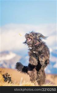 A large mountain shepherd dog jumps to catch cookie on the fly