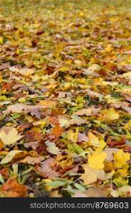 A large number of fallen and yellowed autumn leaves on the ground. Autumn background texture