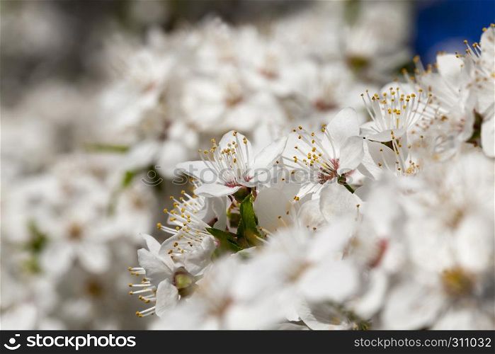 A large number of white cherry flowers in the spring season, fragrant flowering tree. Blooming white cherry
