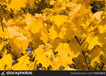 a large number of yellow trees in the park, in the fall around yellow maples with lots of foliage. a large number of yellow trees