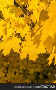 a large number of yellow trees in the park, in the fall around yellow maples with lots of foliage. a large number of yellow trees