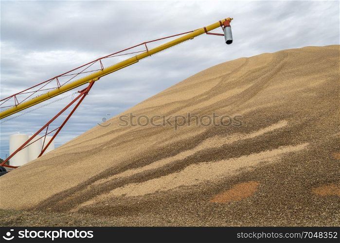 a large pile of sorghum grain in western Kansas in early November