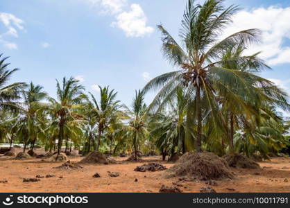 A large plantation of coconut palms and huts on the shores of the Indian Ocean, Watamu. Kenya