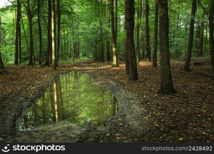 A large puddle in the green forest, summer day view