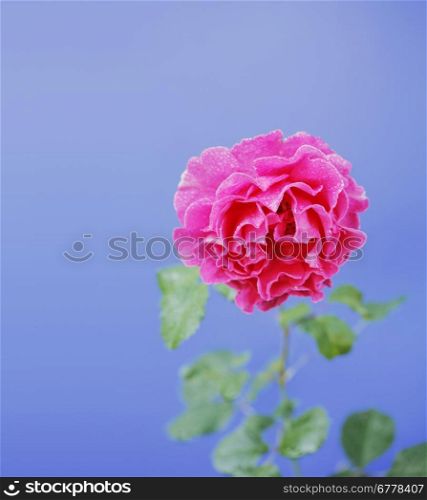 A Large rose with water beads on blue background