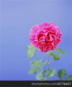 A Large rose with water beads on blue background