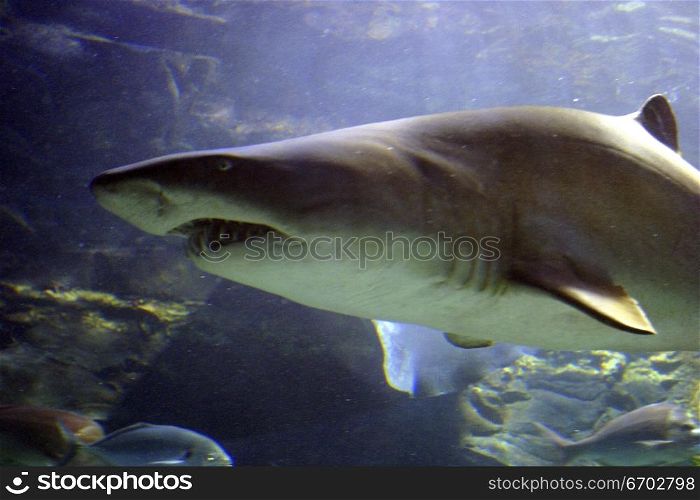 A large shark swims past at the Melbourne Aquarium.