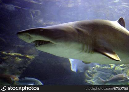 A large shark swims past at the Melbourne Aquarium.