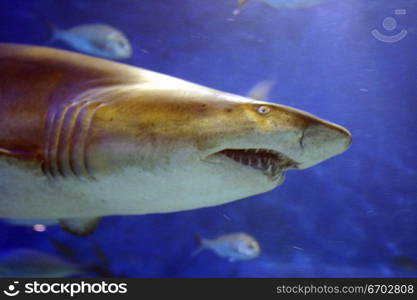 A large shark swims past at the Melbourne Aquarium.