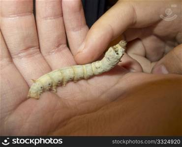 a large silk worm in one hand