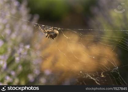 A large spider and its web in Turkey
