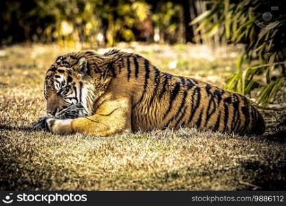 A large Tiger resting on green grass in the sunshine