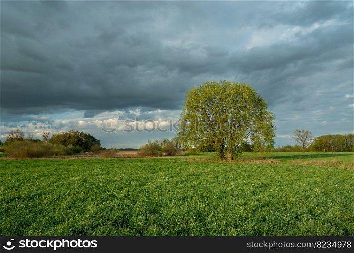 A large tree on a meadow and a cloudy sky, spring day