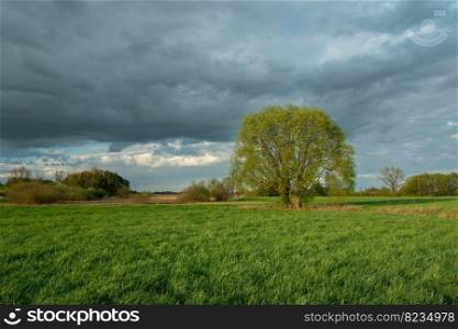 A large tree on a meadow and a cloudy sky, spring day