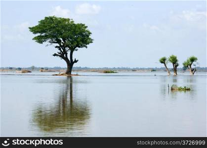 A large tree with some small trees reflect it&rsquo;s silhouette on surface water of river at countryside