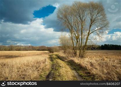 A large tree without leaves growing on a dirt road through wild meadows, Czulczyce, Poland