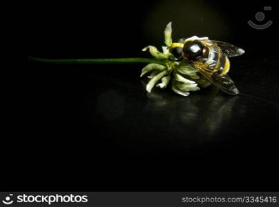 a large wasp on a flower with black background