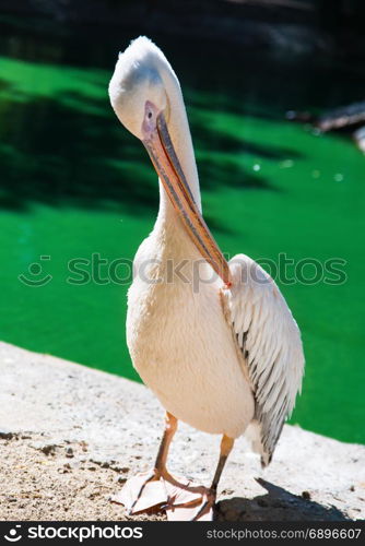 a large white pelican stands on the shore of a pond on a summer day