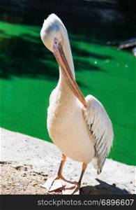 a large white pelican stands on the shore of a pond on a summer day