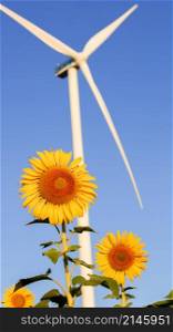 A large white windmill stands in a blooming sunflower field.