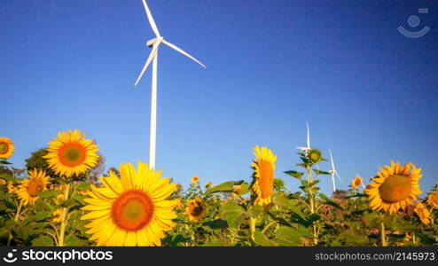 A large white windmill stands in a blooming sunflower field.