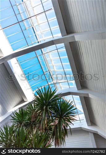 A large, wooden attic Windows. Luxury skylights in the spacious attic with white wooden walls and Palms. Blue sky outside the window