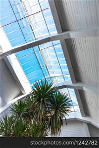 A large, wooden attic Windows. Luxury skylights in the spacious attic with white wooden walls and Palms. Blue sky outside the window